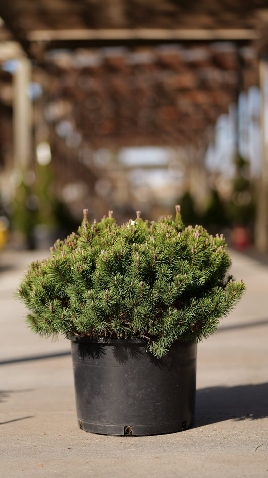 Pinus | Slowmound Mugo Pine - 6 Gallon