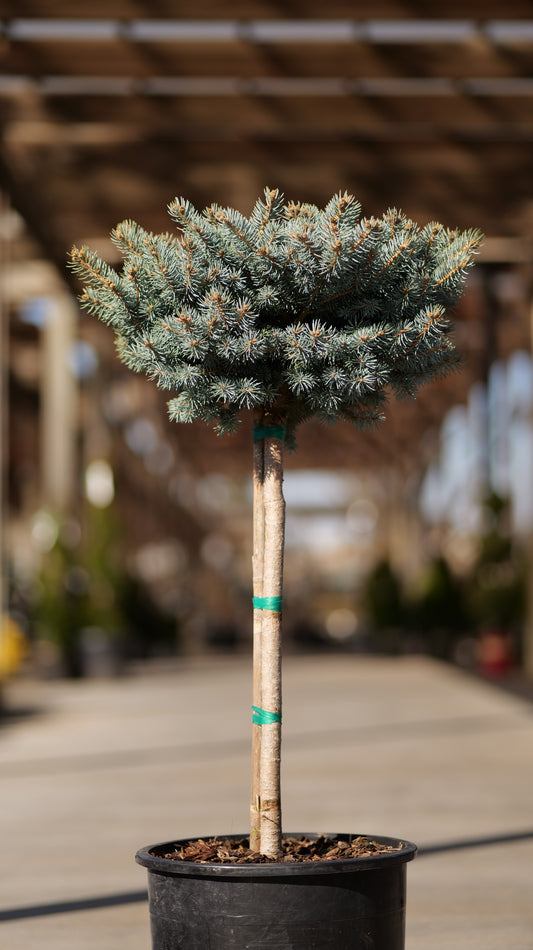 Picea | Montgomery Blue Spruce