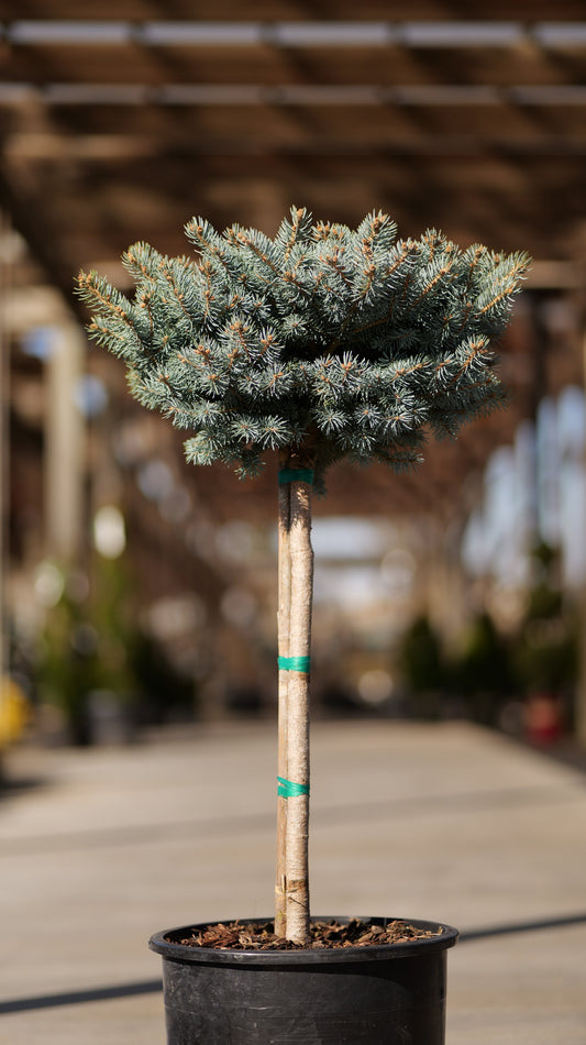 Picea | Montgomery Blue Spruce | Tree Form - 6 Gallon