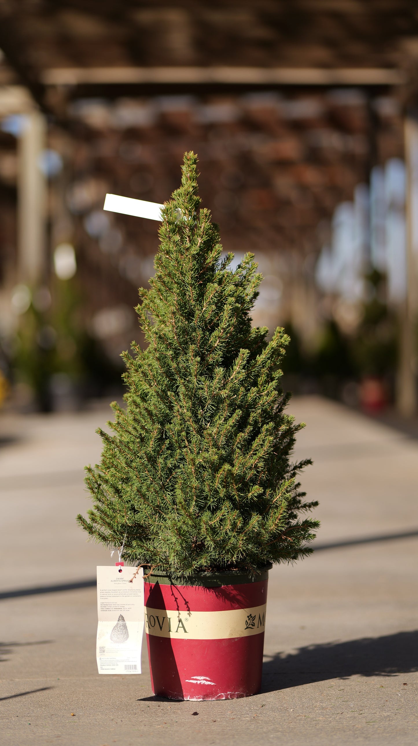 Picea | Dwarf Alberta Spruce | Cone - 10 Gallon