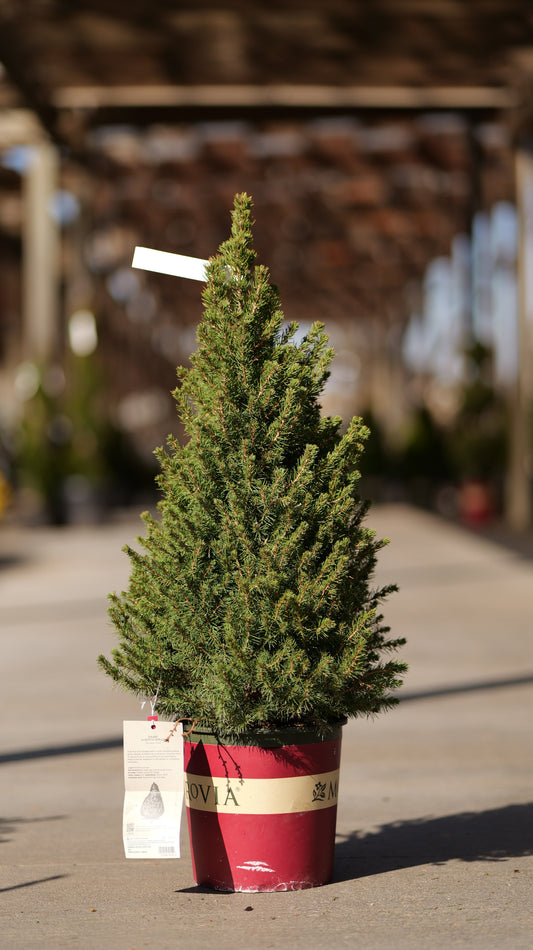 Picea | Dwarf Alberta Spruce | Cone - 2 Gallon