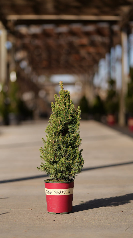 Picea | Dwarf Alberta Spruce | Cone - 15 Gallon