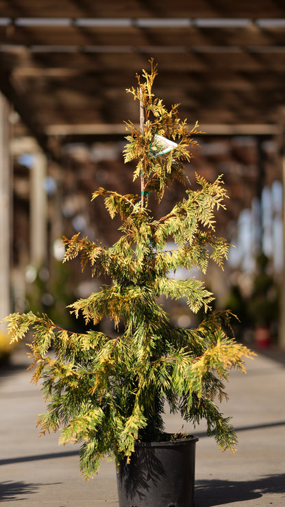 Thuja | Lucky Find Arborvitae - 3 Gallon