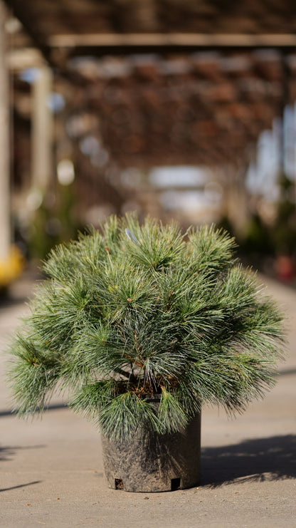 Pinus | Blue Shag Eastern White Pine - 3 Gallon