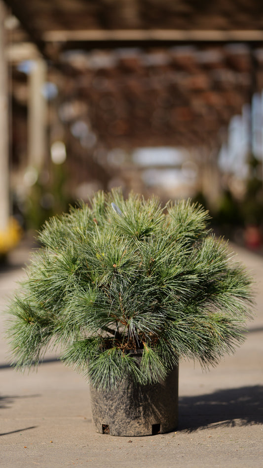 Pinus | Blue Shag Eastern White Pine - 5 Gallon