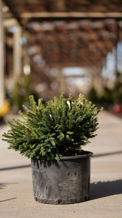 Picea | Dwarf Norway Spruce