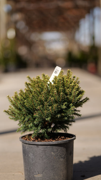 Picea | Dwarf Norway Spruce