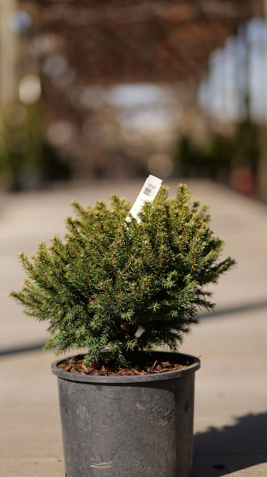 Picea | Dwarf Norway Spruce - 3 Gallon