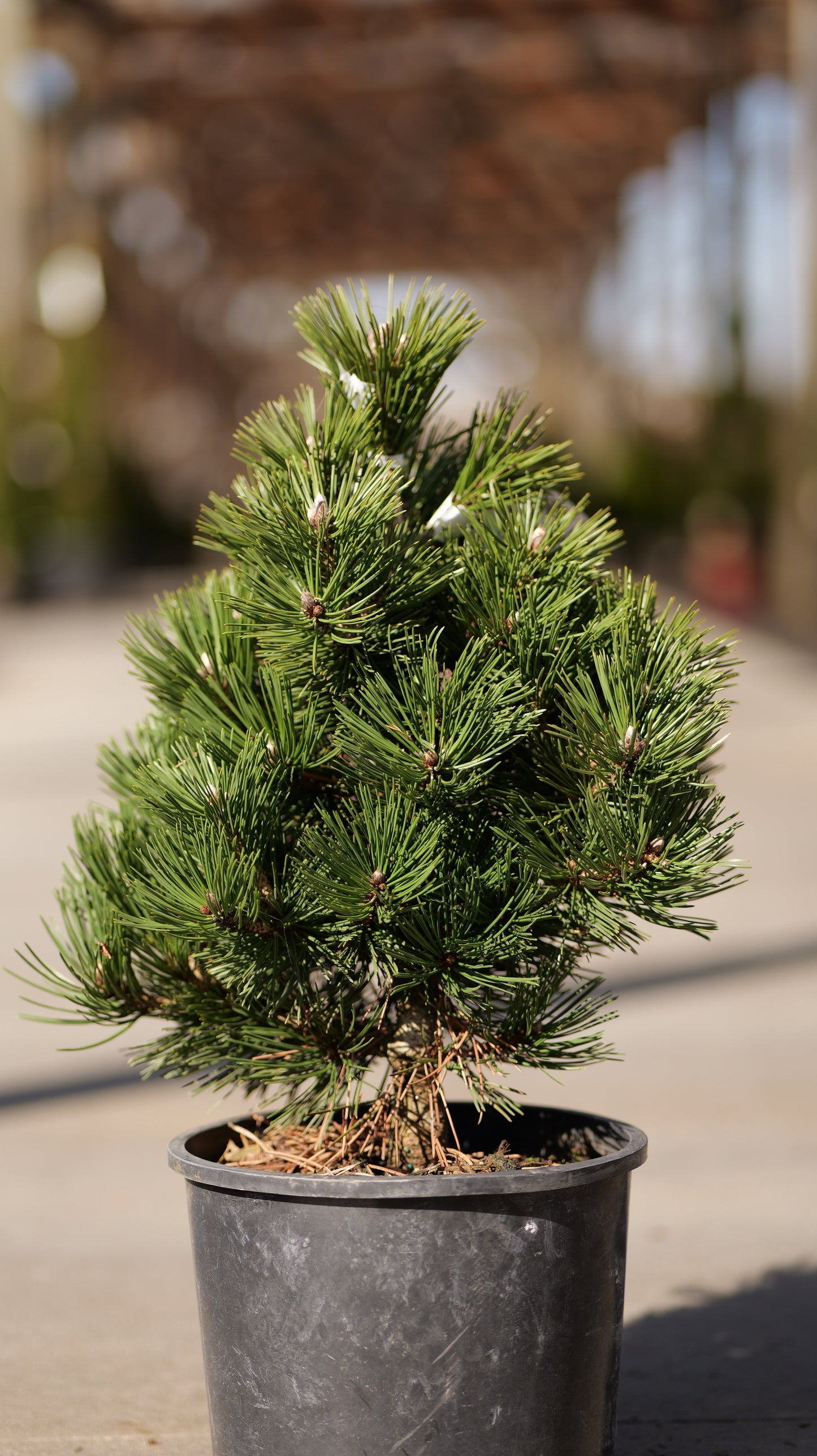 Pinus | Irish Bell Bosnian Pine - 3 Gallon