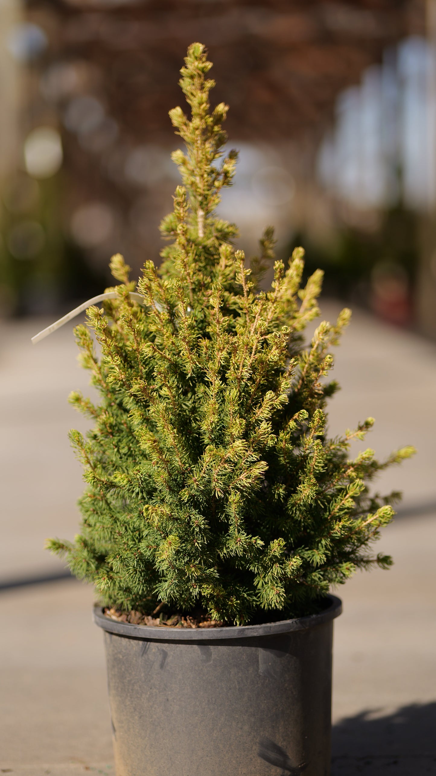Picea | Rainbow's End Alberta Spruce - 3 Gallon
