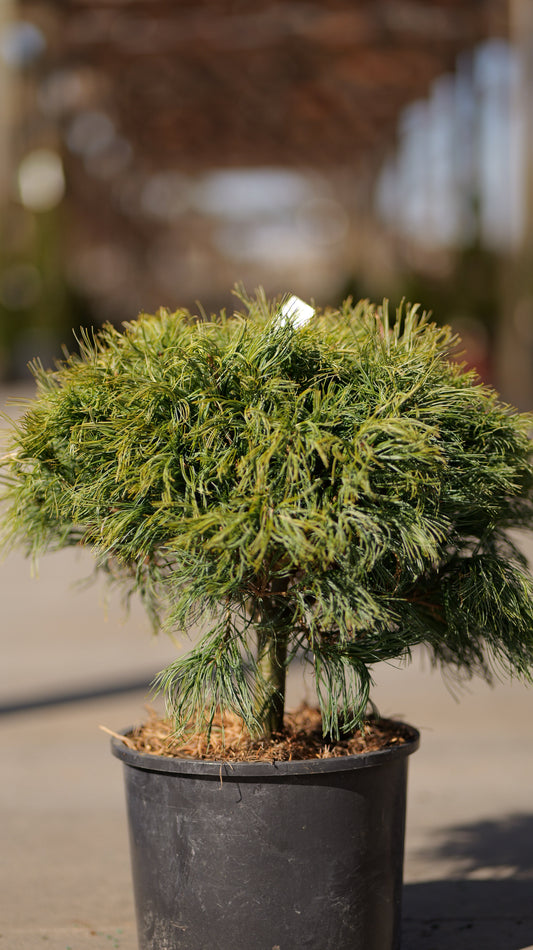 Pinus | Mini Twists White Pine - 3 Gallon