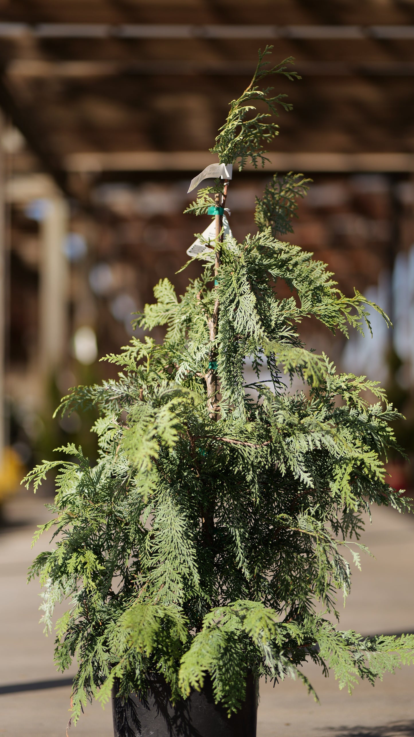 Thuja | Blue Korean Arborvitae - 3 Gallon