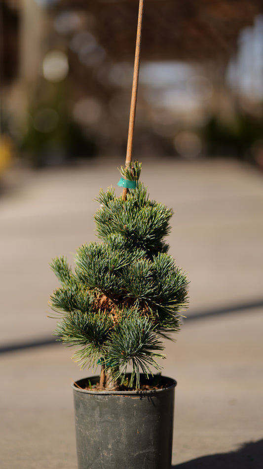 Pinus | Aoi Japanese White Pine