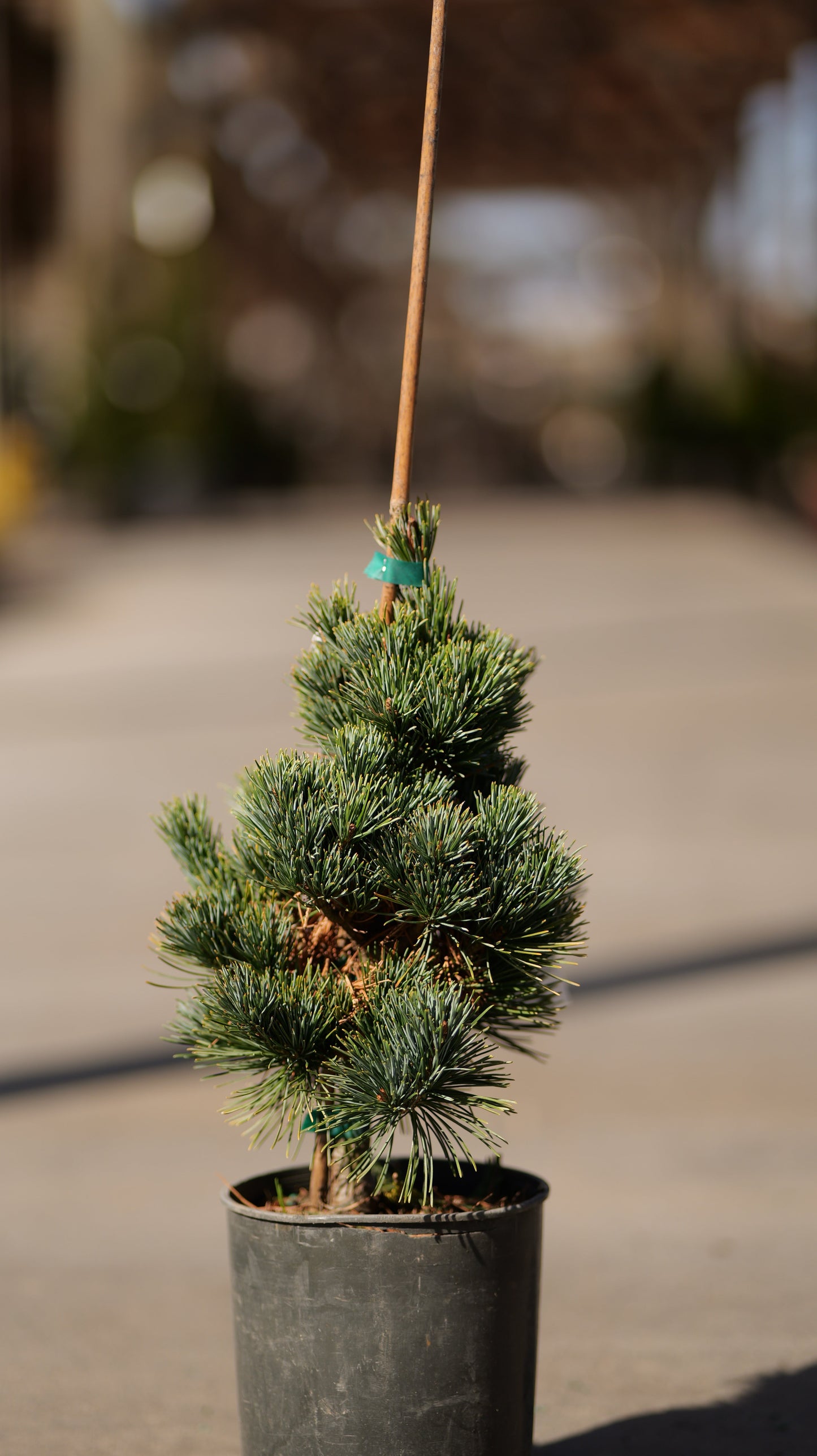 Pinus | Aoi Japanese White Pine - 1 Gallon
