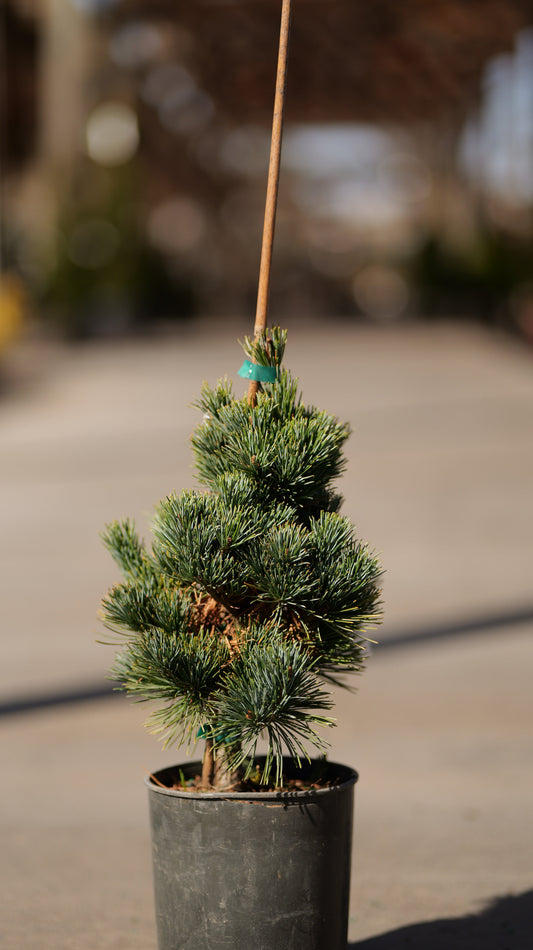 Pinus | Aoi Japanese White Pine - 1 Gallon