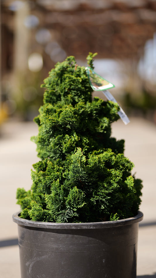 Chamaecyparis | Thoweil Hinoki Cypress - 6 Gallon