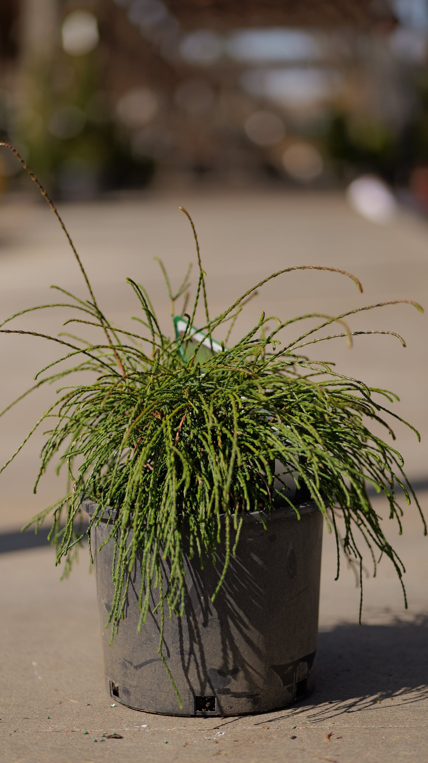 Thuja | Whipcord Arborvitae - 3 Gallon