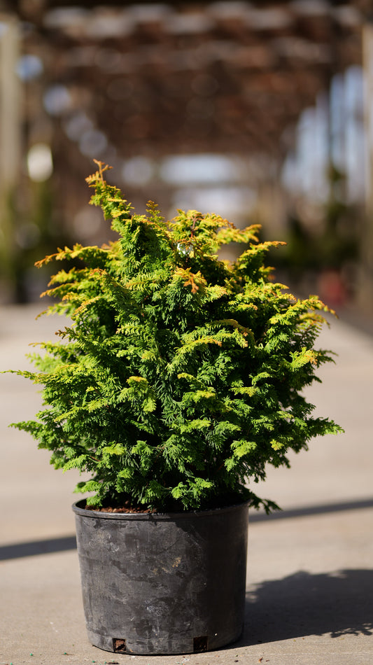 Chamaecyparis | Fernspray Gold False Cypress - 3 Gallon