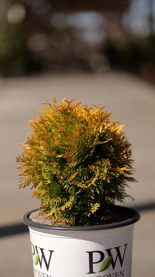 Thuja | Anna's Magic Ball Arborvitae - 2 Gallon