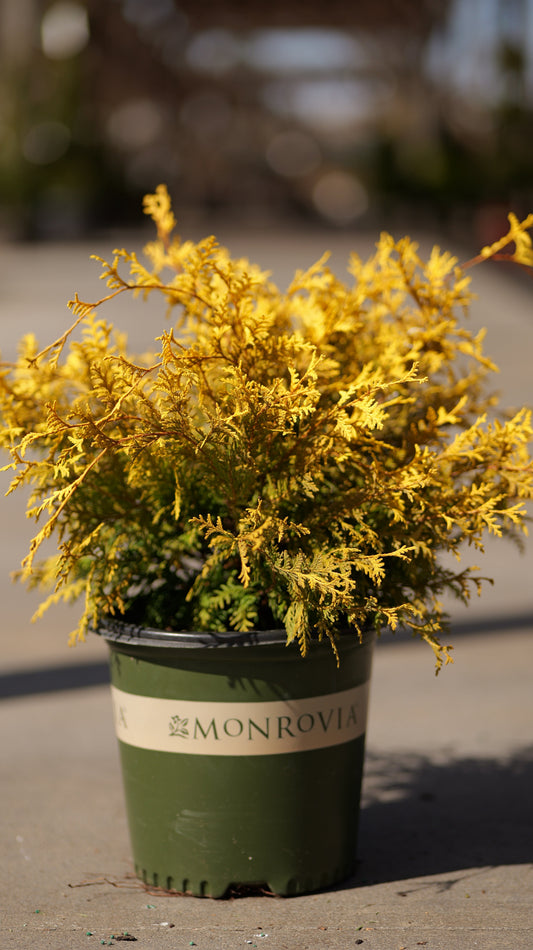 Chamaecyparis | Vintage Gold False Cypress - 5 Gallon