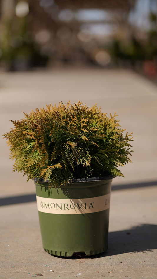 Thuja | Danica Arborvitae - 2 Gallon