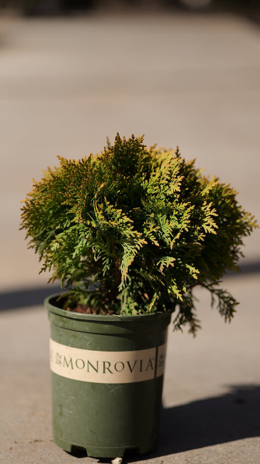 Thuja | Danica Arborvitae - 1 Gallon