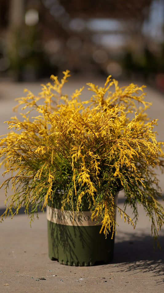 Chamaecyparis | Golden Charm False Cypress - 2 Gallon