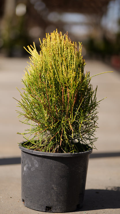 Platycladus | Franky Boy Chinese Arborvitae