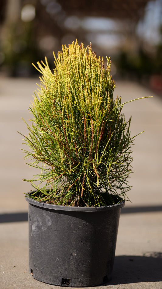 Platycladus | Franky Boy Chinese Arborvitae - 1 Gallon
