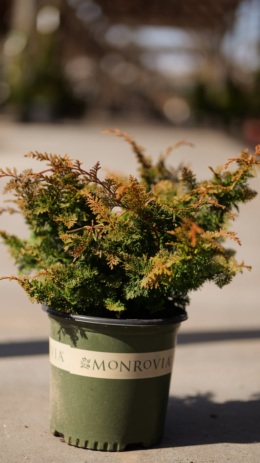 Chamaecyparis | Jade Waves Fernspray Cypress - 2 Gallon