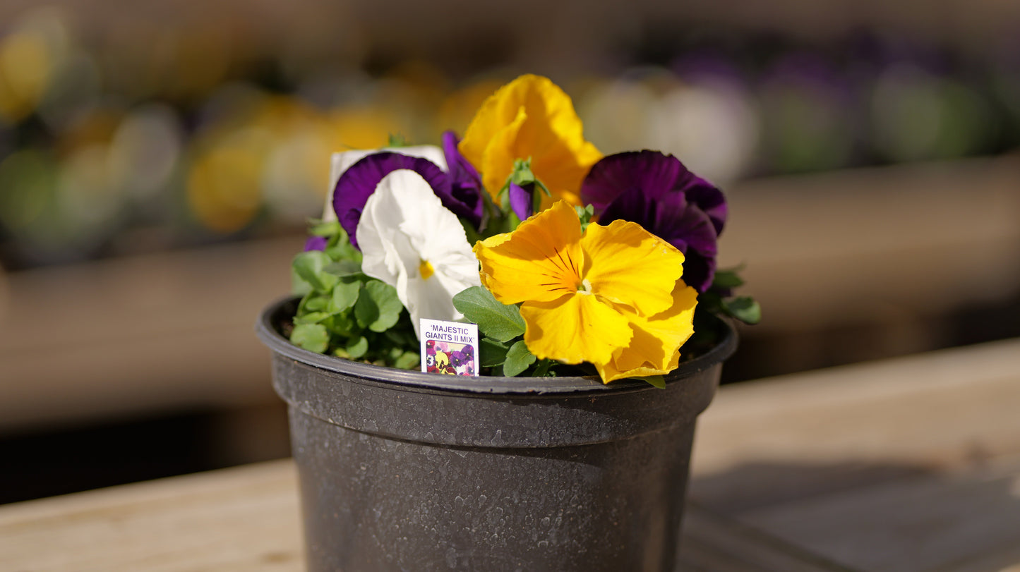 Pansy | Majestic Giants - 3 Quart