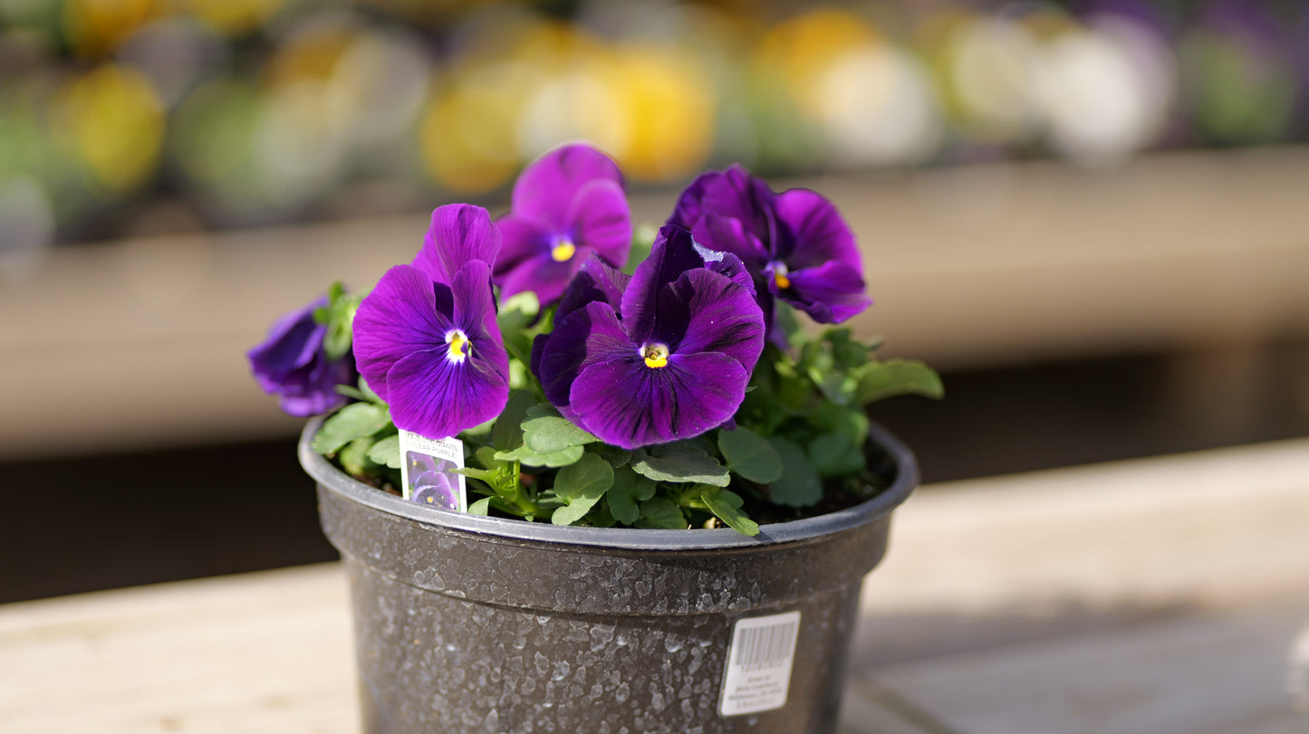 Pansy | Majestic Giants - 3 Quart