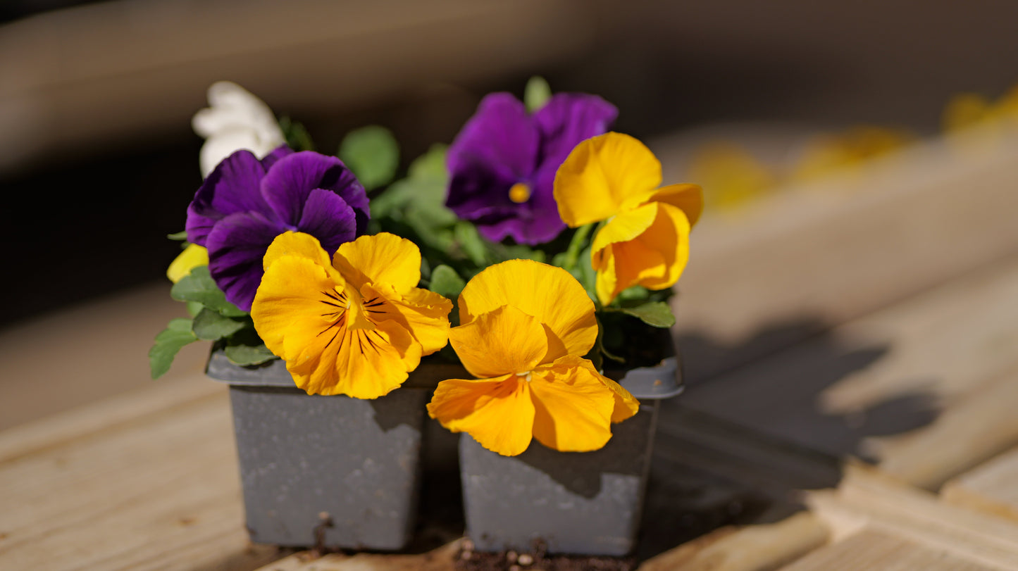 Pansy | Majestic Giants - 4 Pack