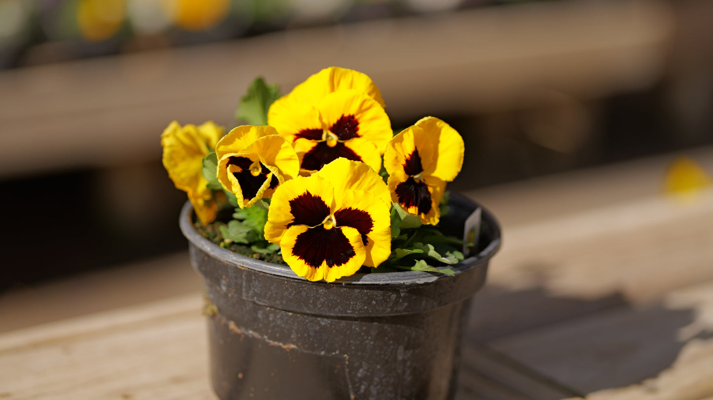 Pansy | Majestic Giants - 3 Quart