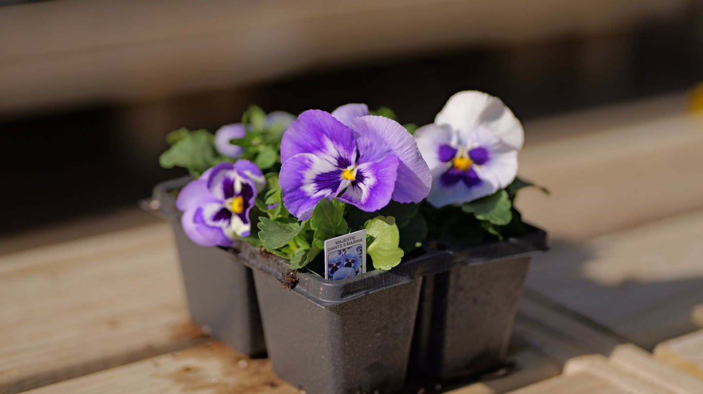 Pansy | Majestic Giants - 4 Pack