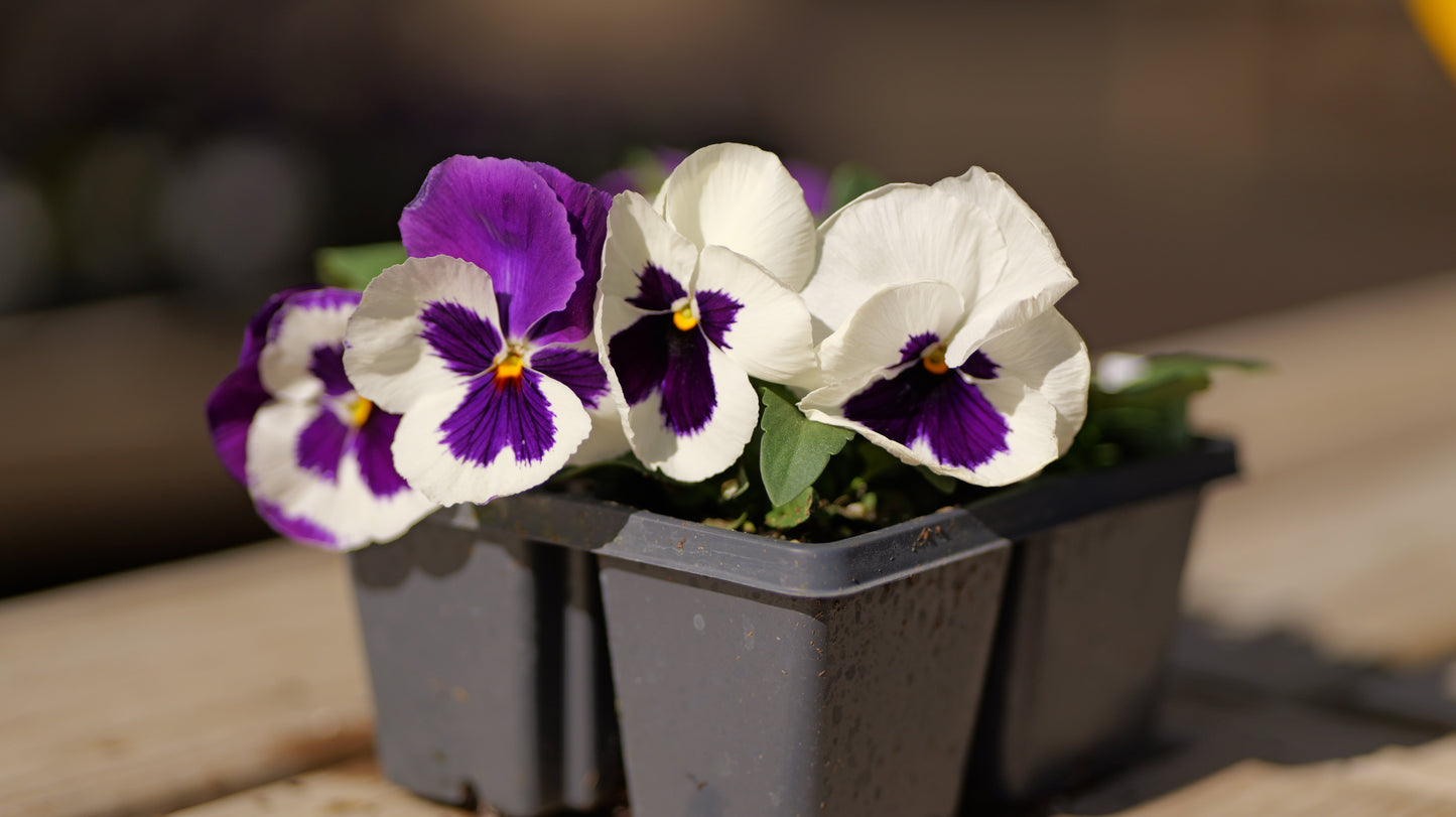 Pansy | Majestic Giants - 4 Pack