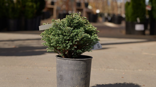 Chamaecyparis | Blue Moon Sawara Cypress - 1 Gallon