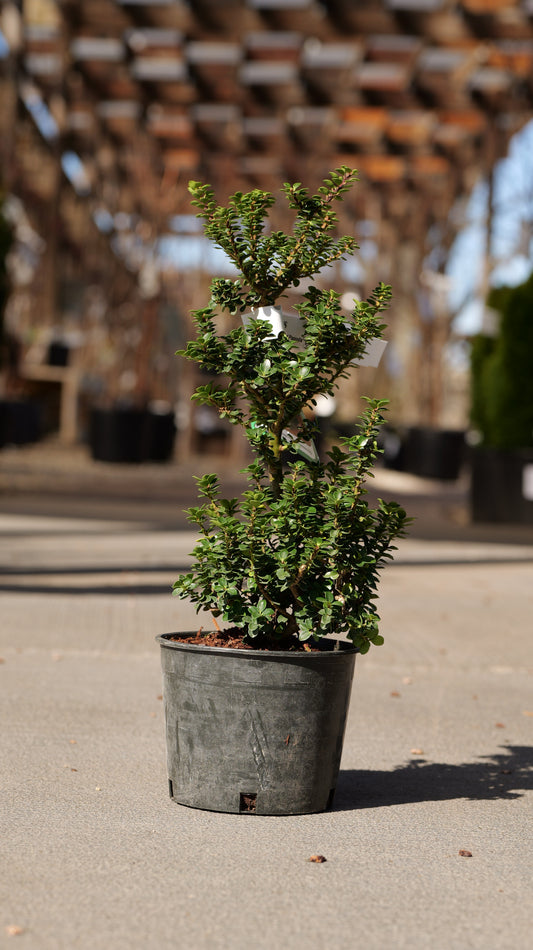 Ilex | Dwarf Pagoda Japanese Holly - 1 Gallon