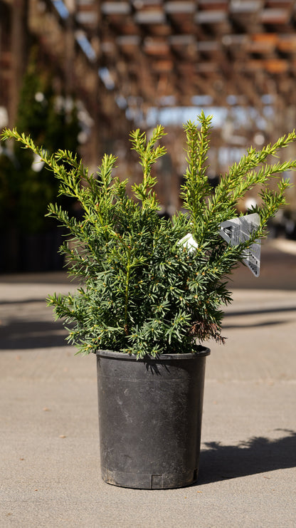 Taxus | Golden Dwarf Japanese Yew - 1 Gallon