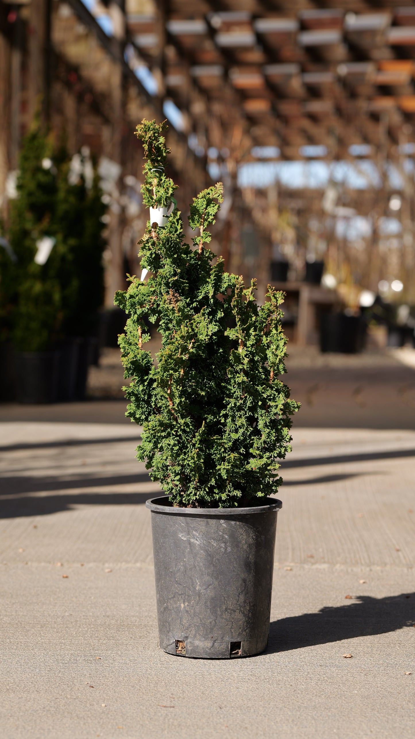 Thuja | Primo Arborvitae - 1 Gallon