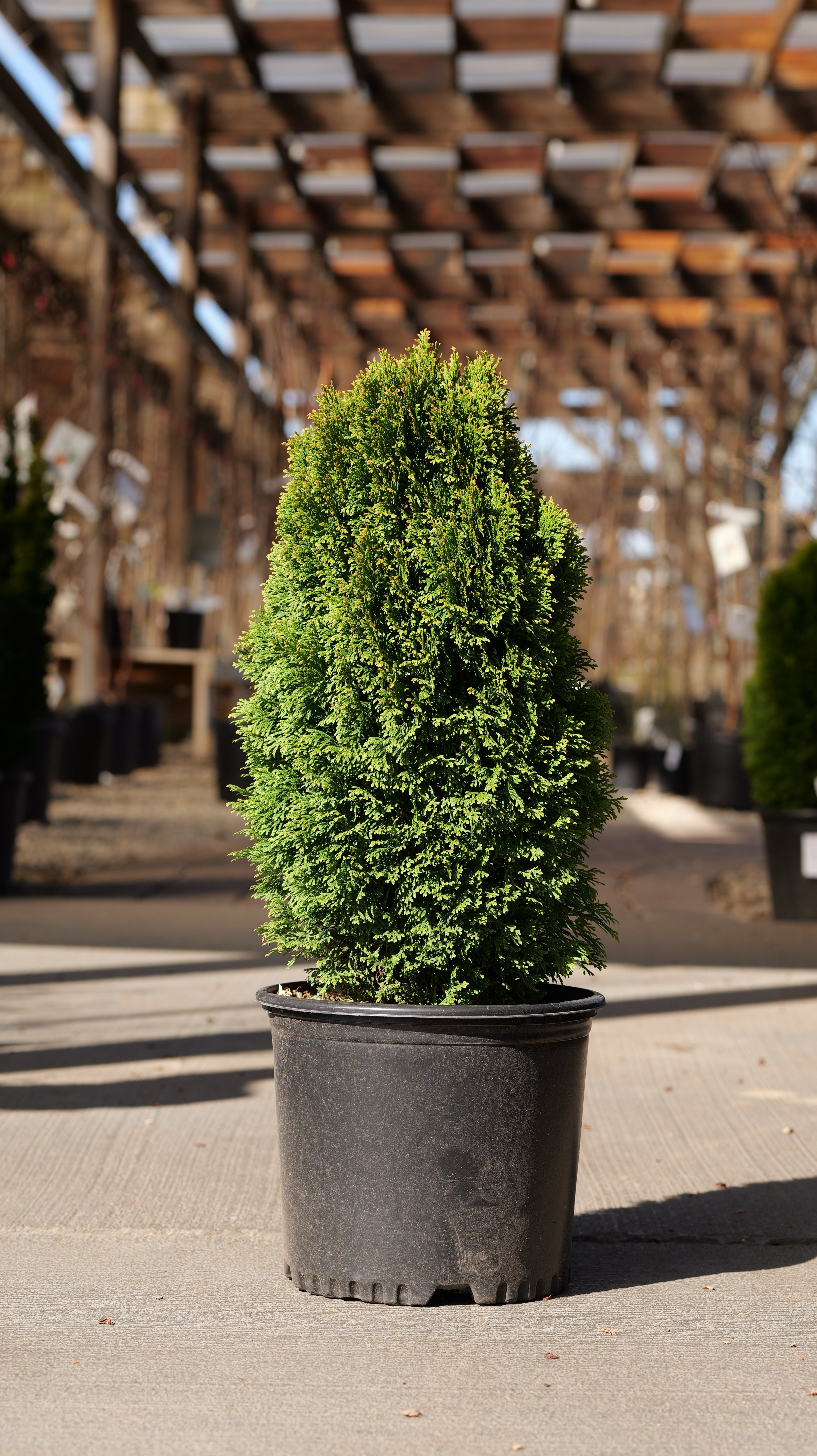 Thuja | Emerald Petite Arborvitae - 7 Gallon - Berns Garden Center