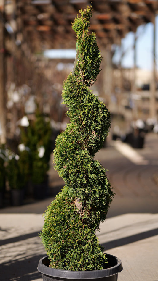 Thuja | Emerald Green Arborvitae | Topiary - 10 Gallon 4-5'