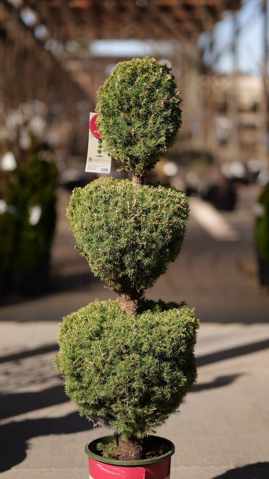 Picea | Dwarf Alberta Spruce | Pom Pom - 5 Gallon