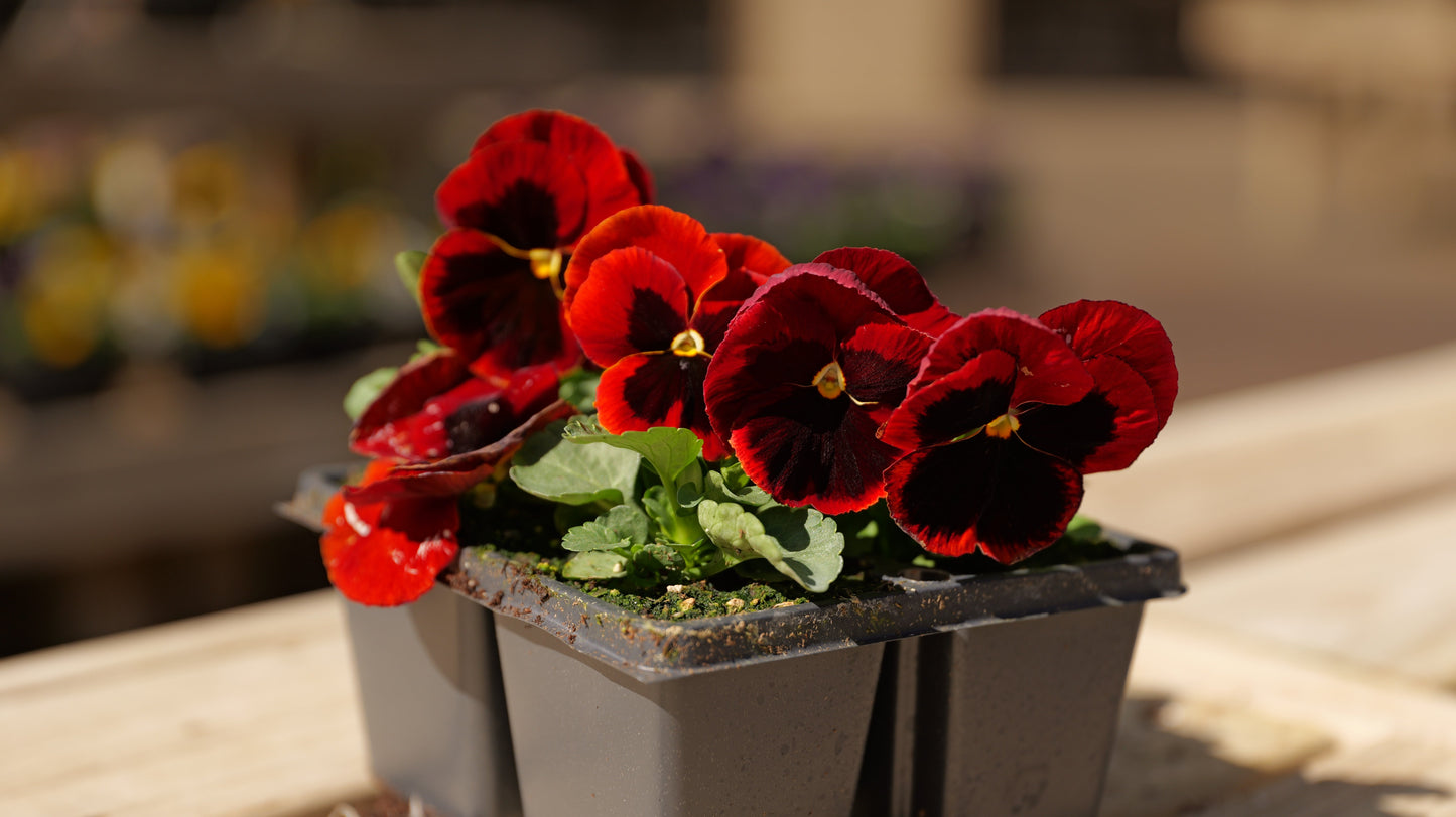 Pansy | Majestic Giants - 4 Pack