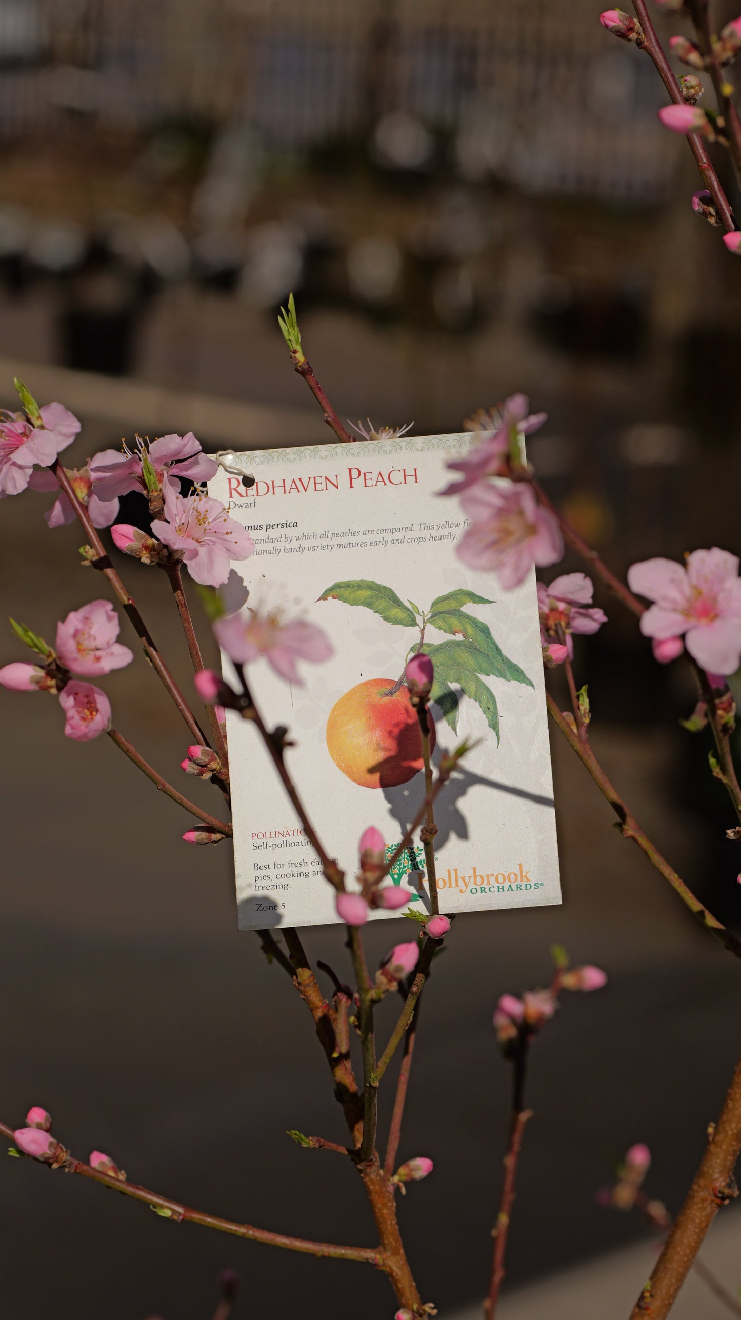Prunus | Redhaven Peach - 7 Gallon