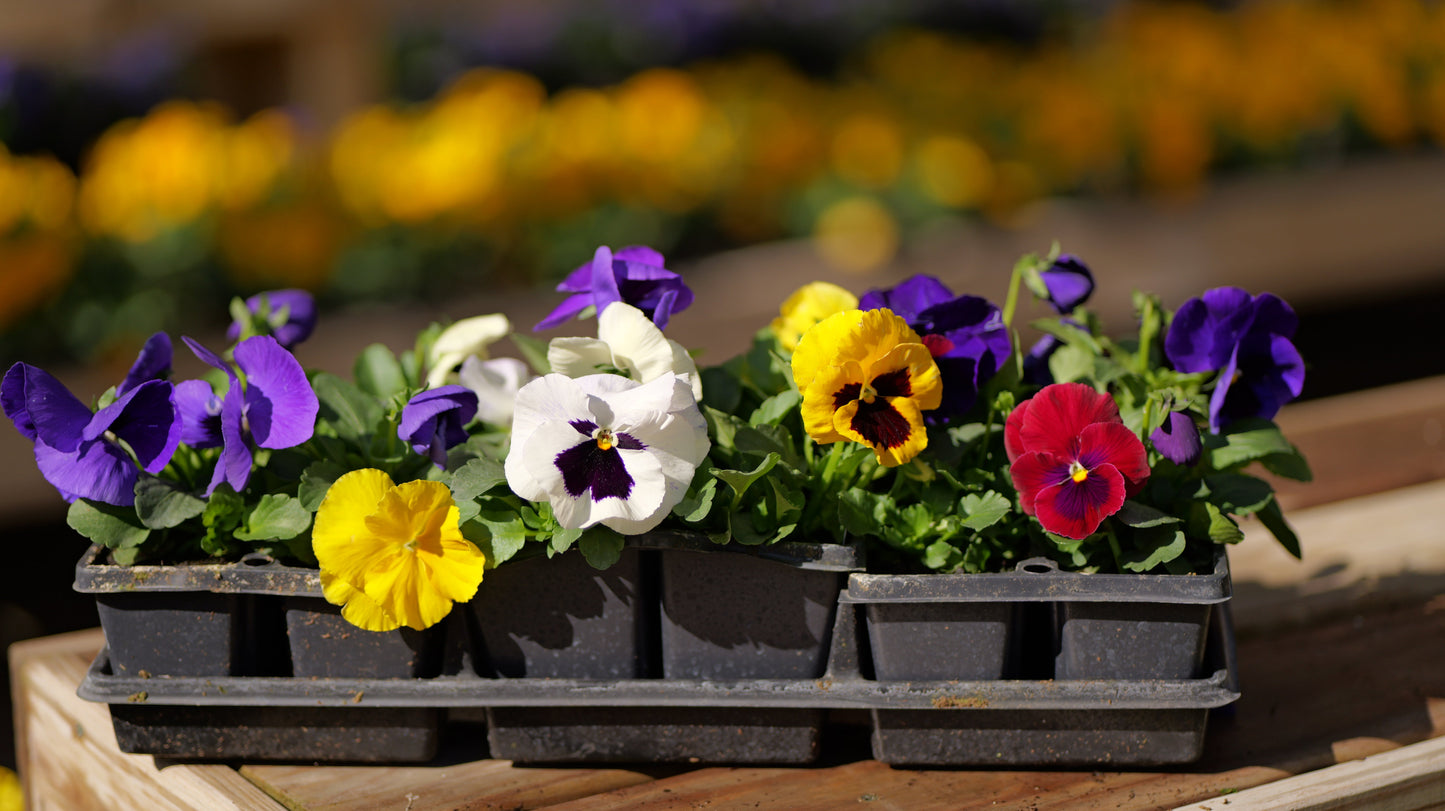 Pansy | Majestic Giants - 4 Pack