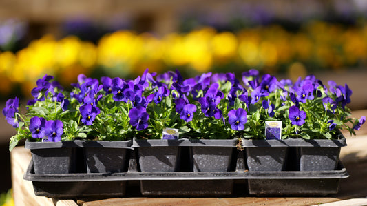 Viola | Sorbet - 4 Pack