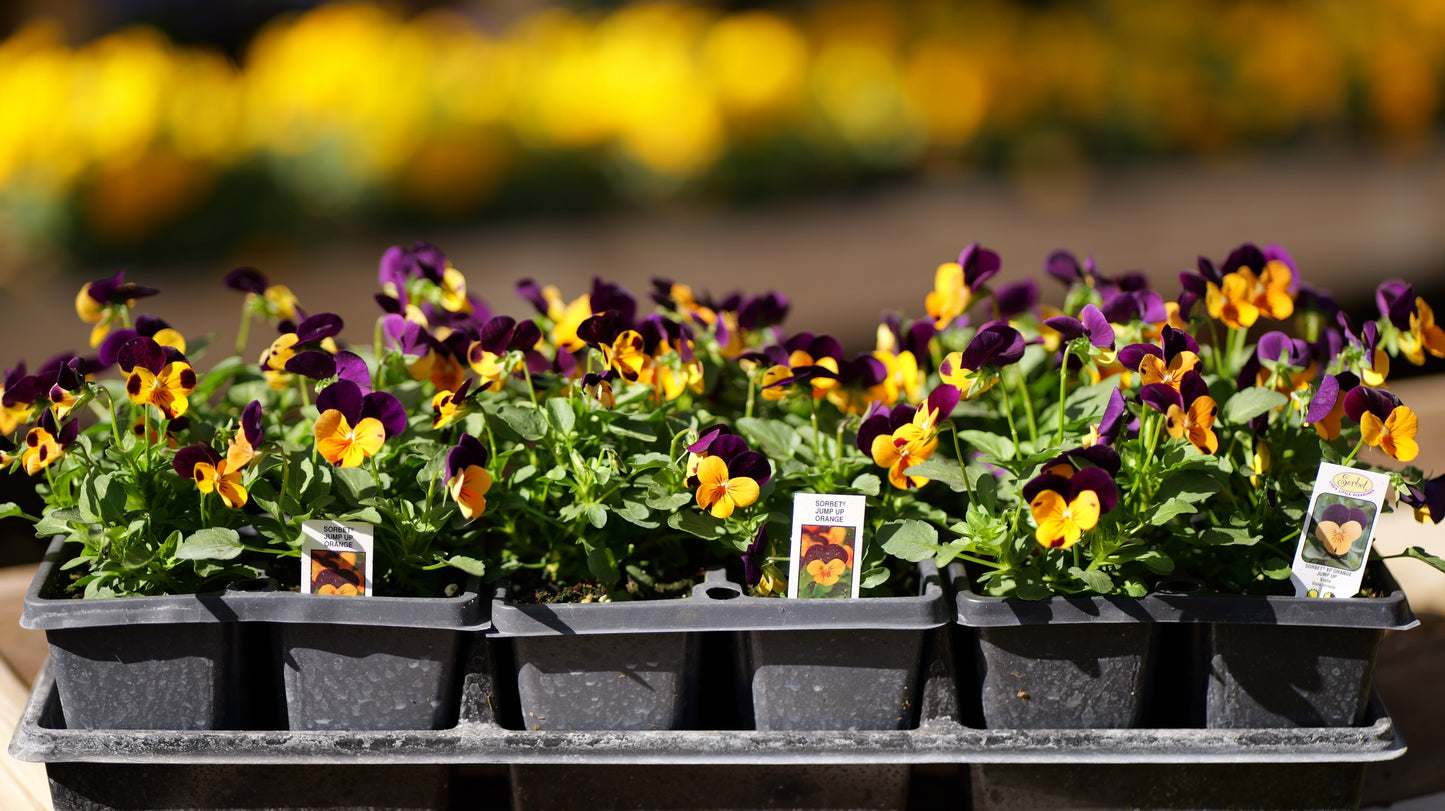 Viola | Sorbet - 4 Pack