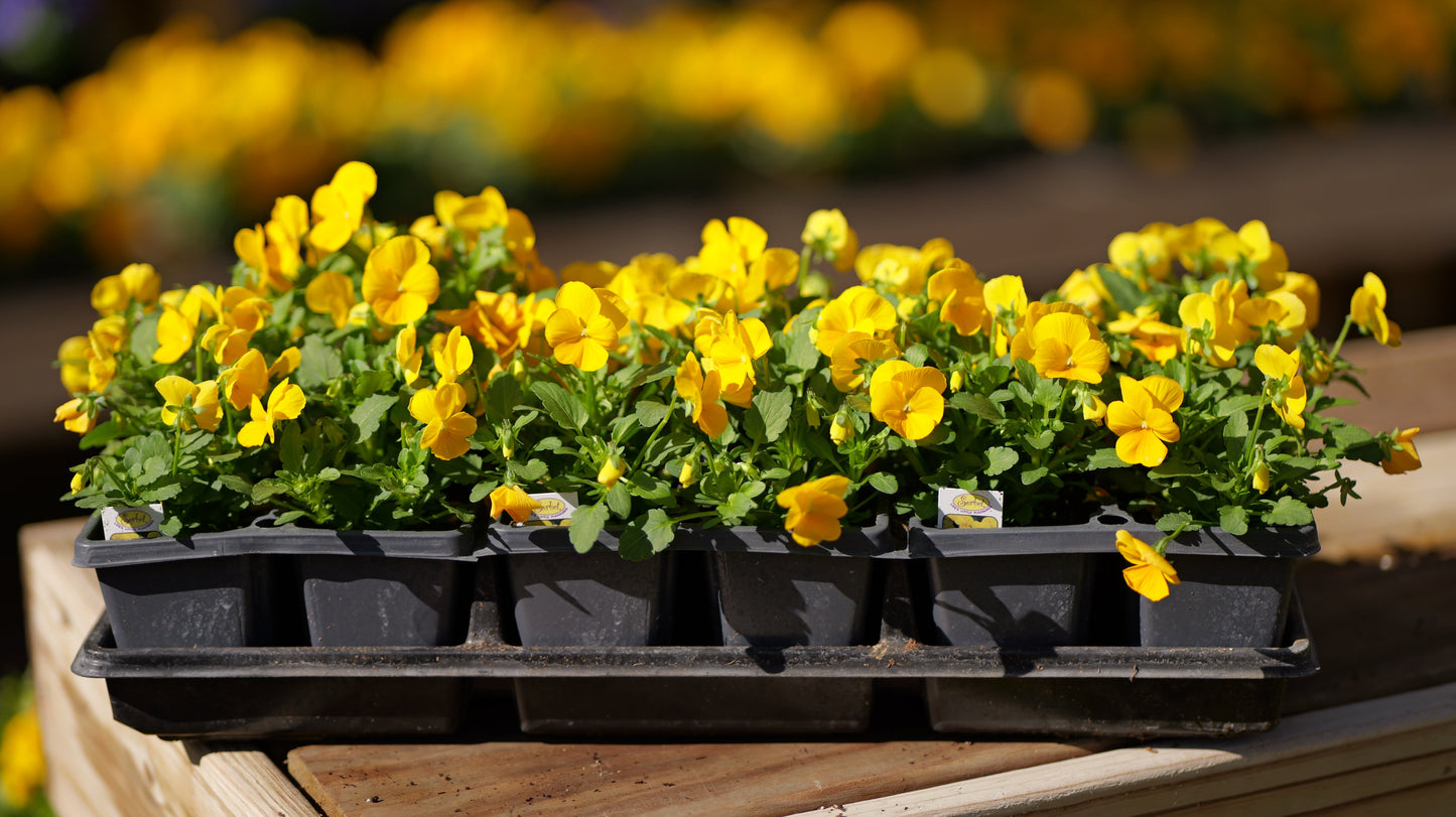 Viola | Sorbet - 4 Pack