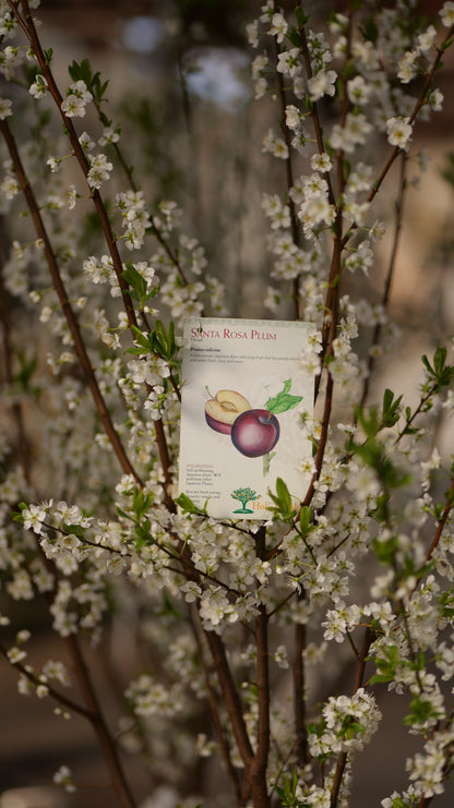 Prunus | Santa Rosa Plum